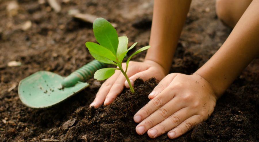 Plantation d’arbres en Ile de France et dans l’Eure