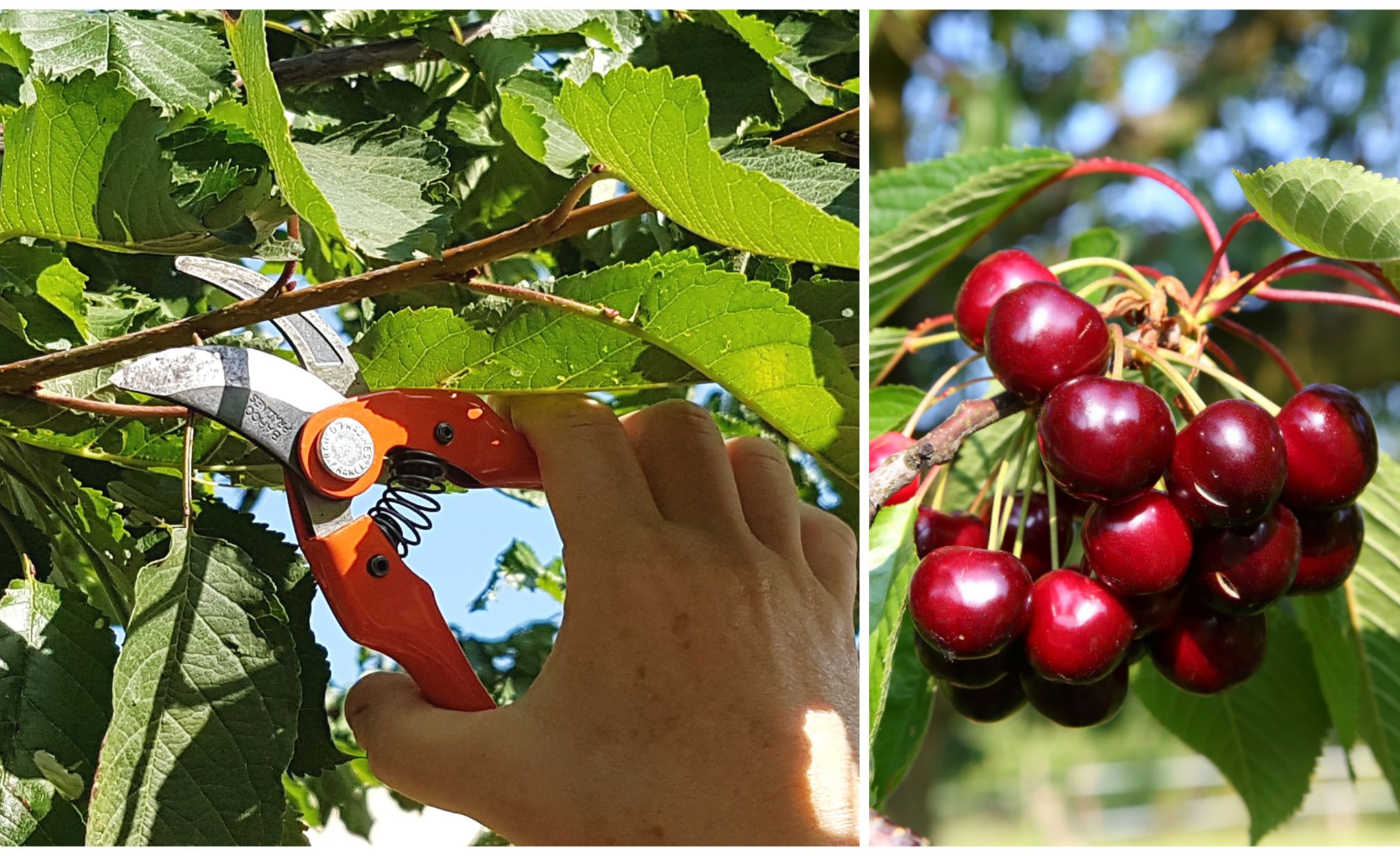 Taille d’arbres fruitiers à Paris et en Ile de France